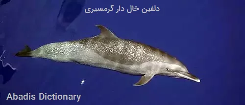 دلفین خال دار گرمسیری